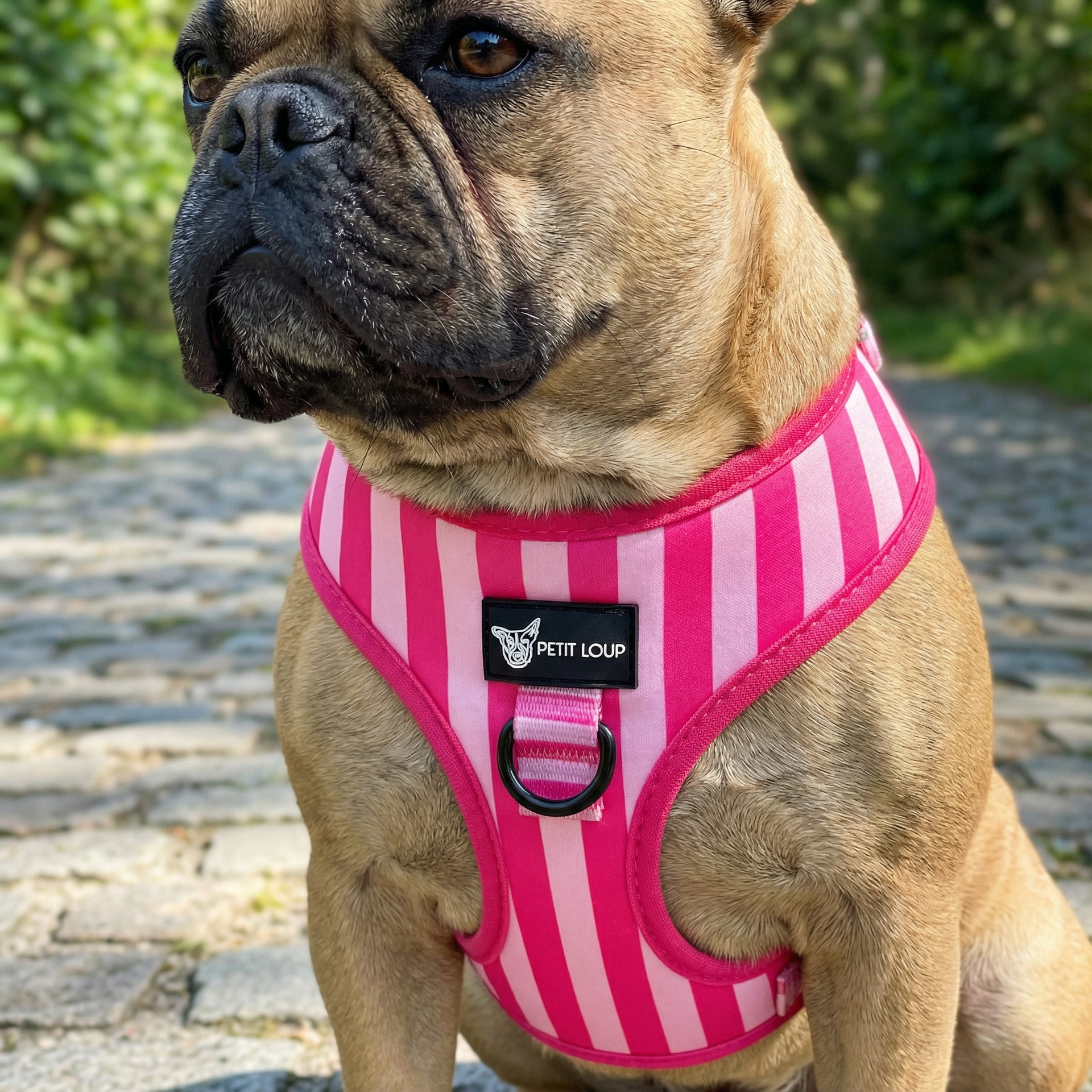 Dog Harness — Girl Boss (Water-Resistant Neoprene)