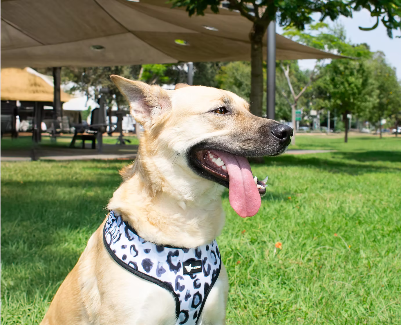 Dog Set — Wild Paws (Collar, Leash, Harness & Poop Bag Holder)
