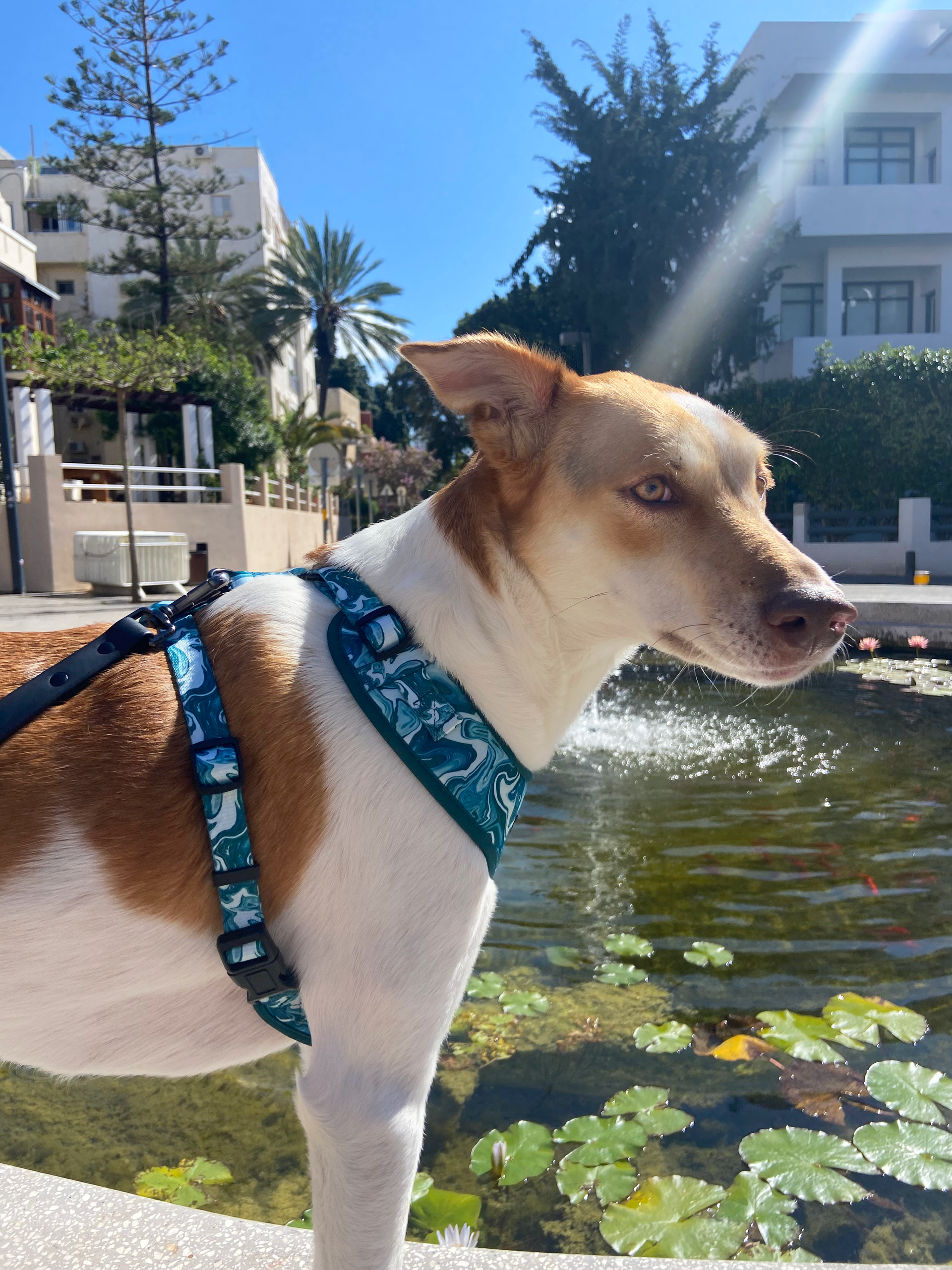Dog Harness — Marble Magic (Neoprene)