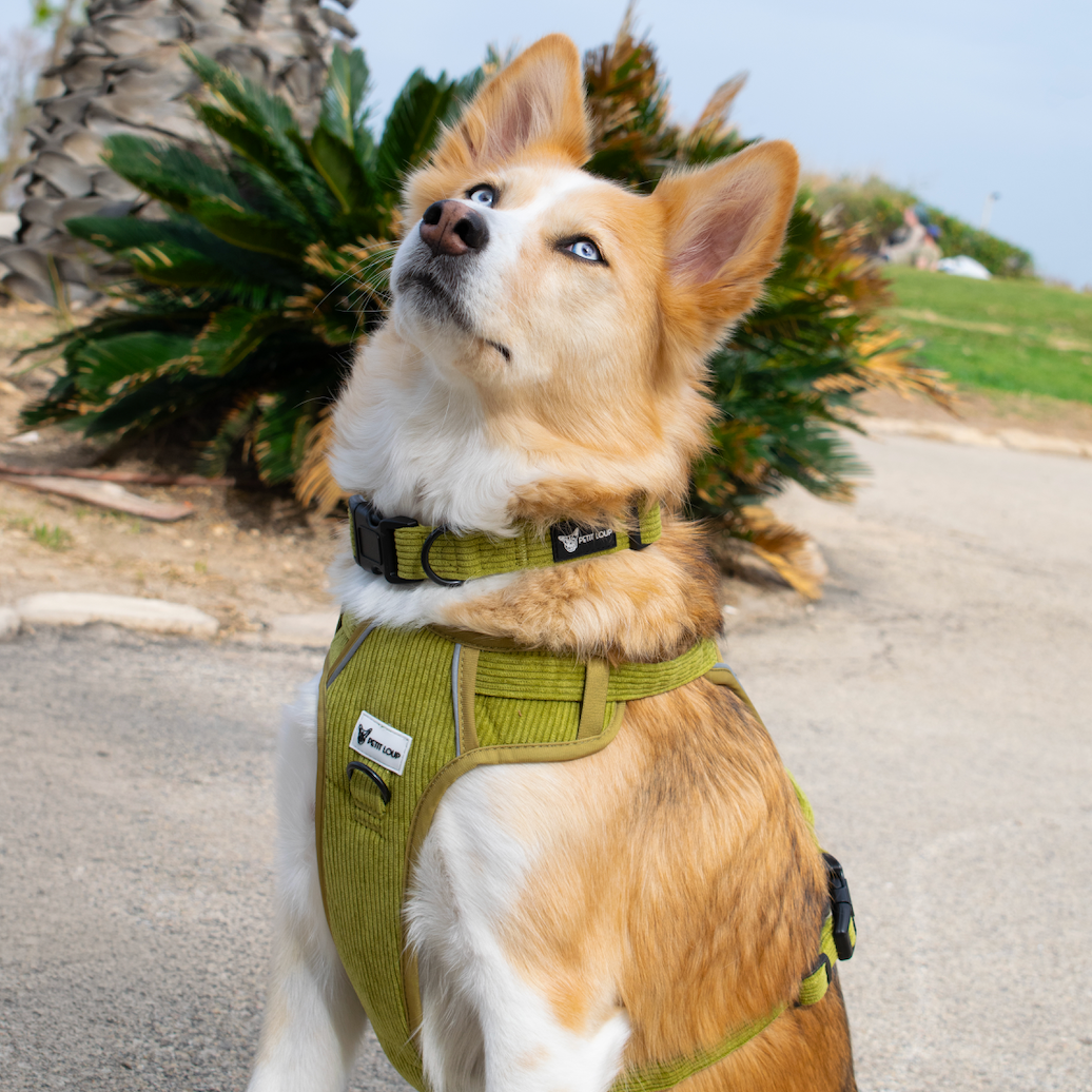 No-Pull Dog Harness — Pistachio