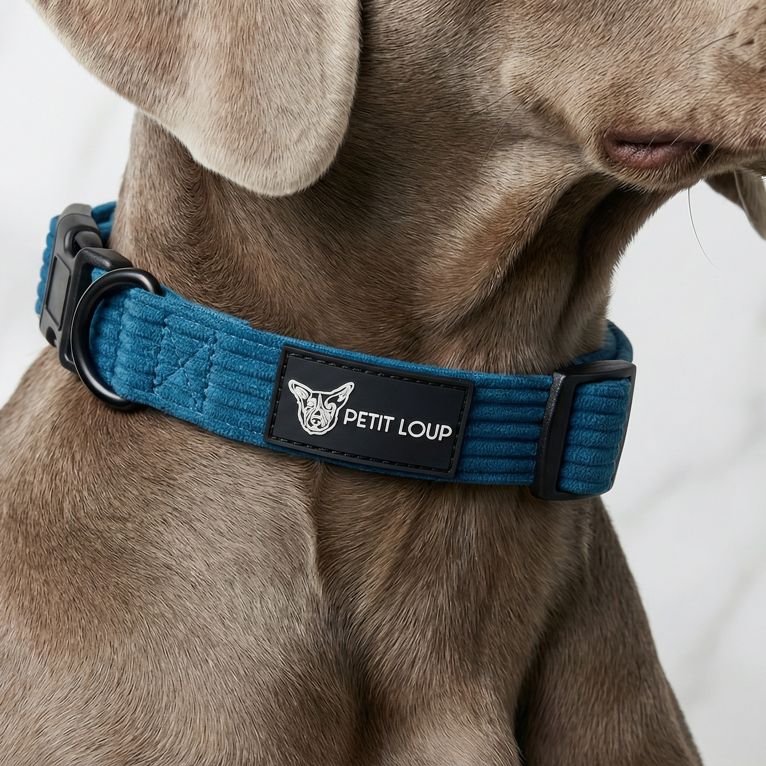 Dog Collar — Navy (Corduroy)