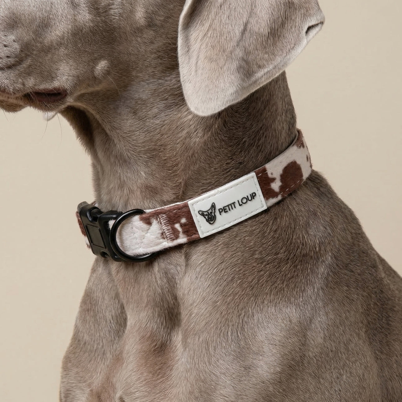 Dog Collar — Texas (Cow Print)