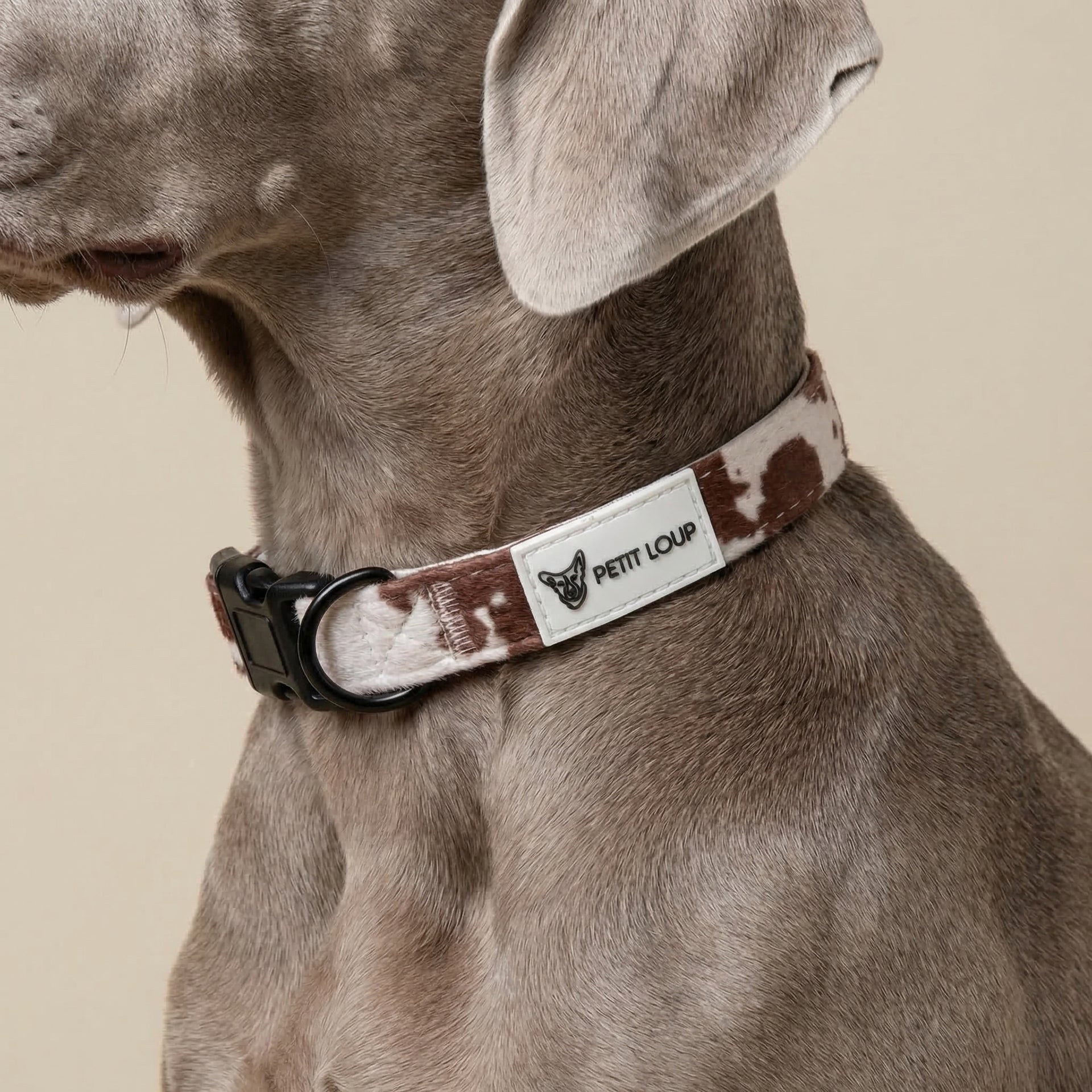 Dog Collar — Texas (Cow Print)
