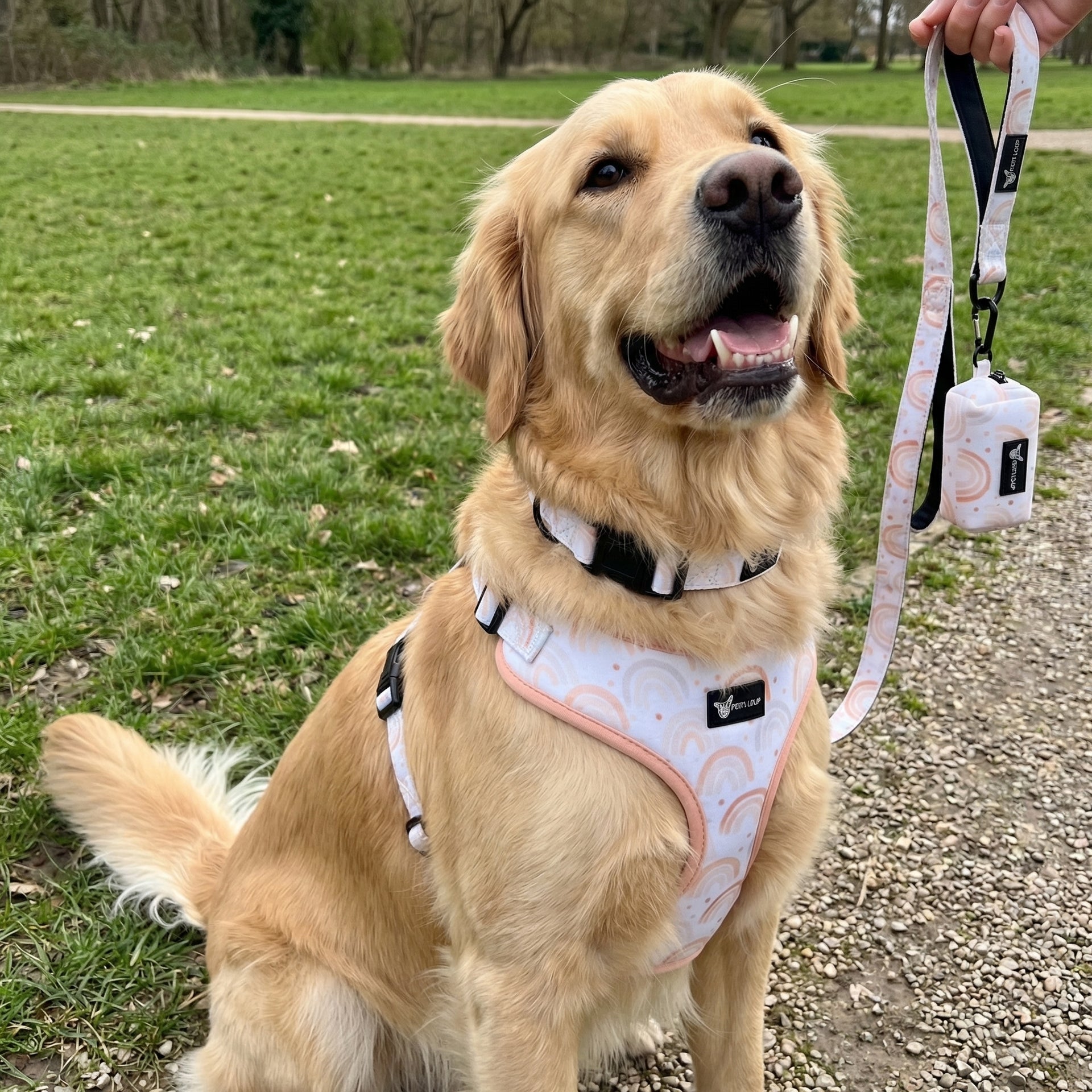 Dog Set — Rainbow Rush (Collar, Leash, Harness & Poop Bag Holder)